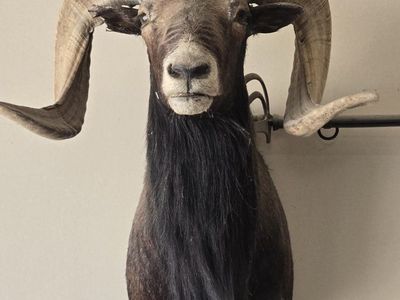 Taxidermy Black Hawaiian Ram Shoulder Mount