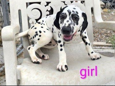 Adorable Dalmatian Puppies