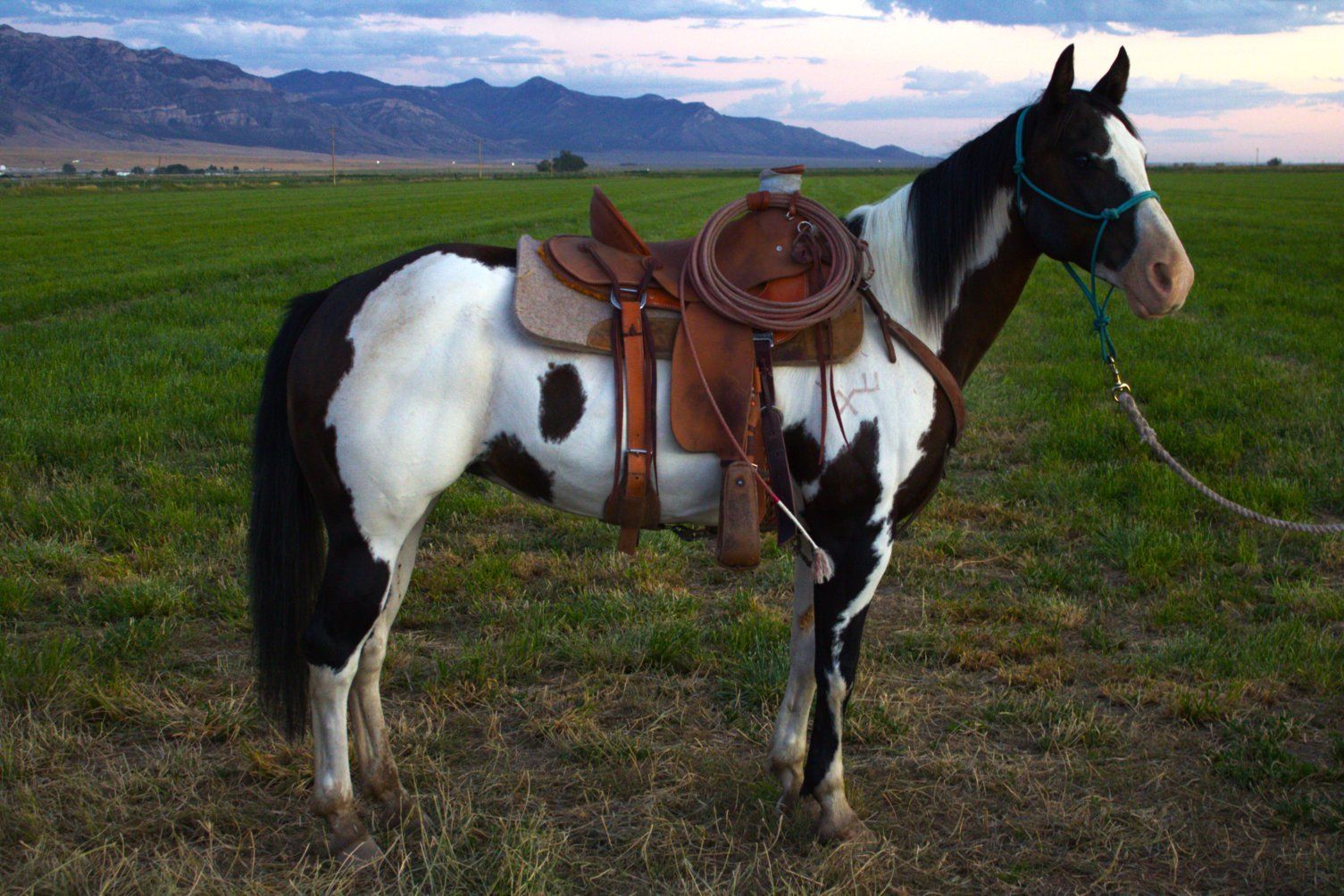 Grade Paint Mare, Ranch Horse