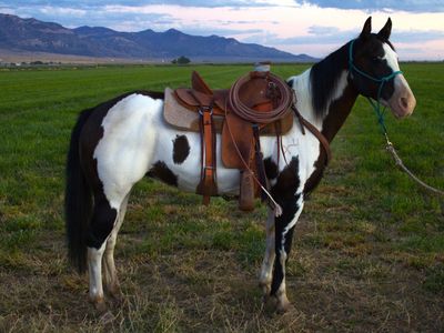 Grade Paint Mare, Ranch Horse
