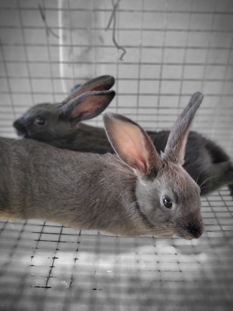 New Zealand rabbits