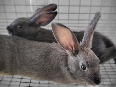 New Zealand rabbits