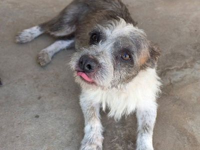 Terrier (Robert)