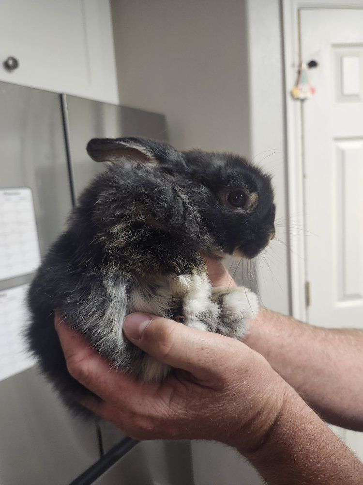 Black and White dwarf holland Lop Rabbit - Friendly Small Pet