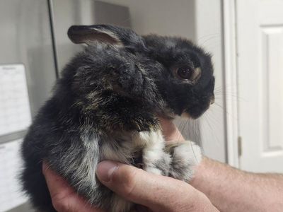 Black and White dwarf holland Lop Rabbit - Friendly Small Pet
