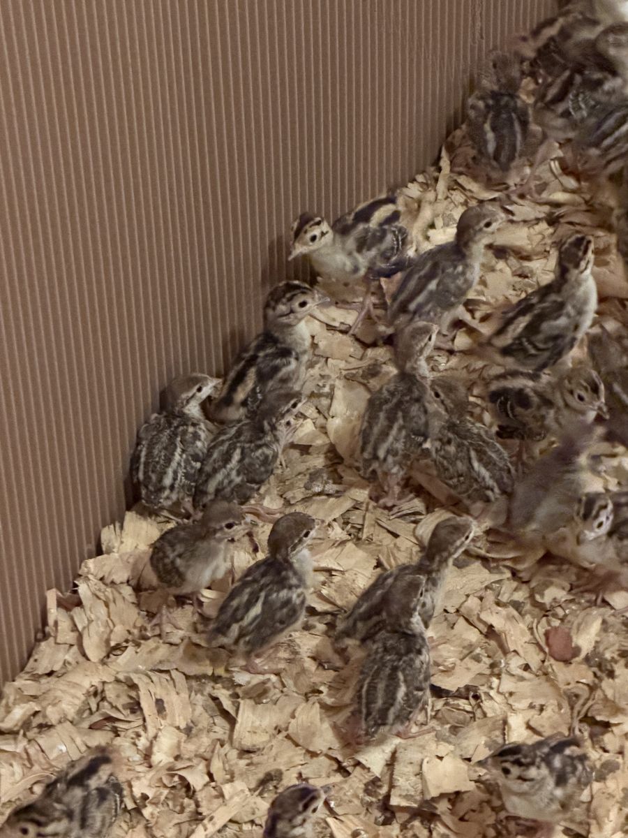 Chukar Chicks
