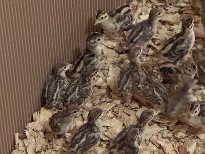 Chukar Chicks