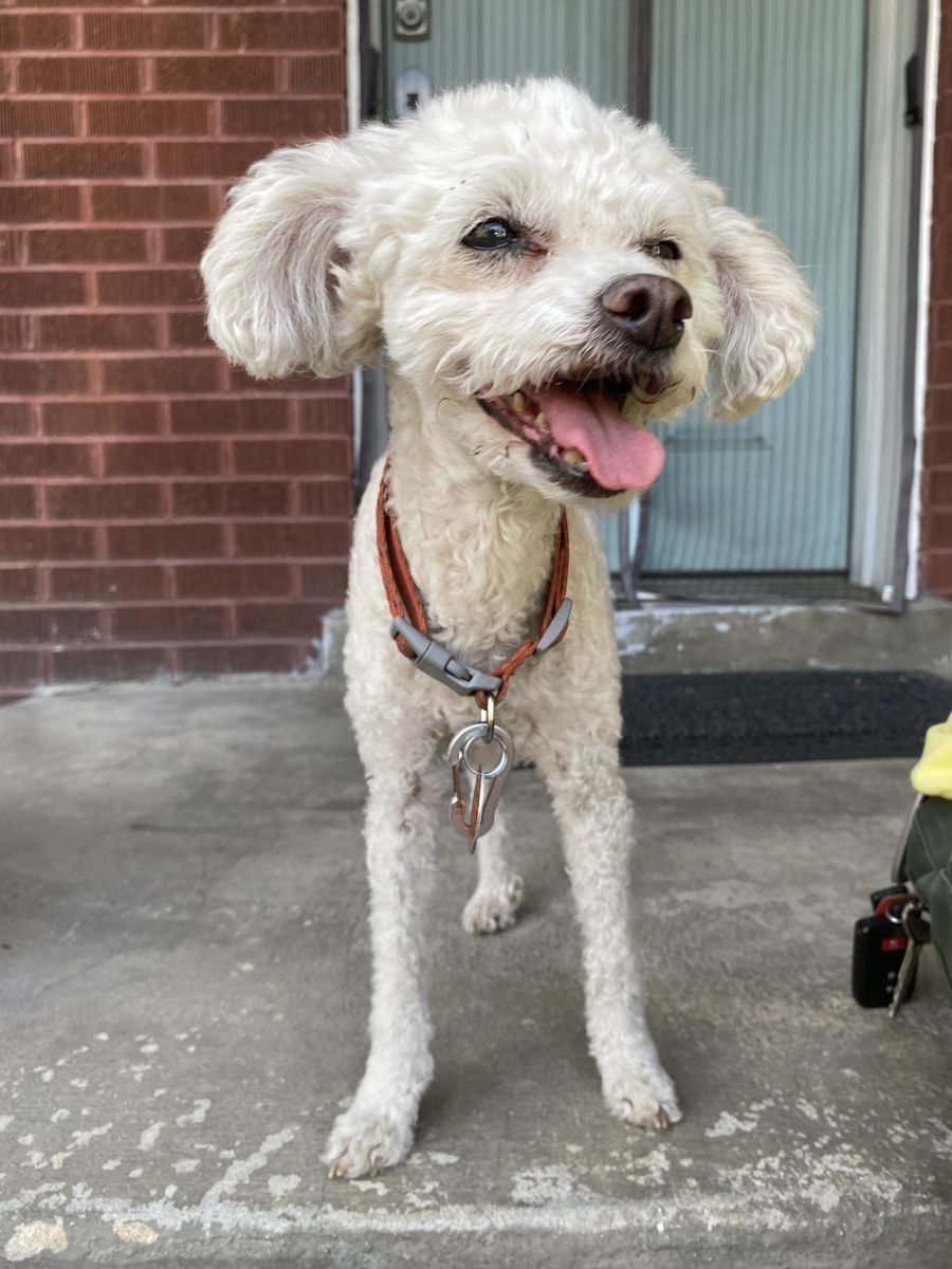 Found White Small Dog (Poodle Mix)