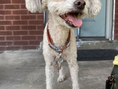 Found White Small Dog (Poodle Mix)