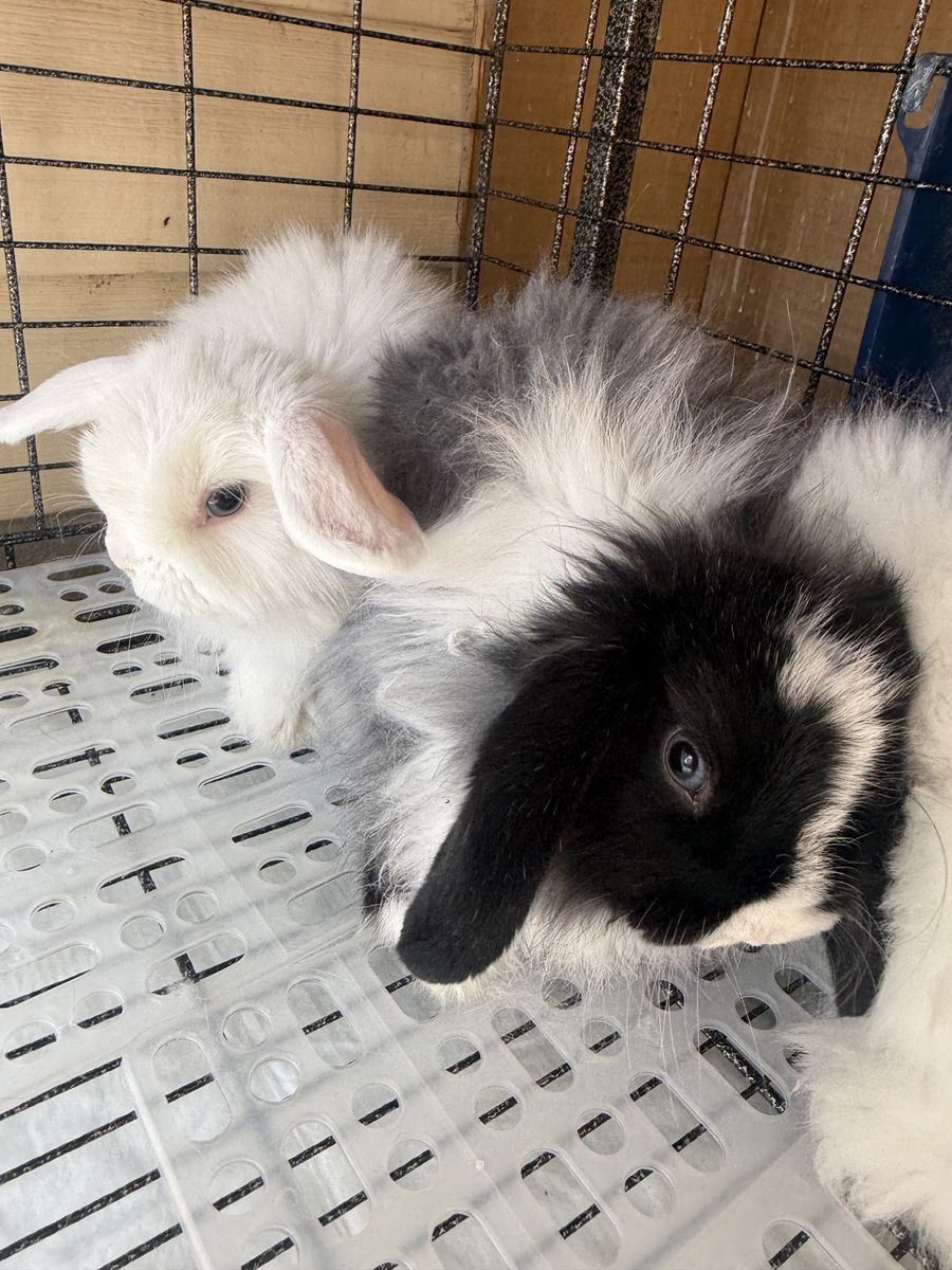 3 Holland Lop does