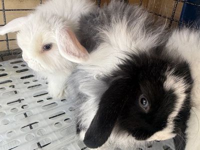 3 Holland Lop does
