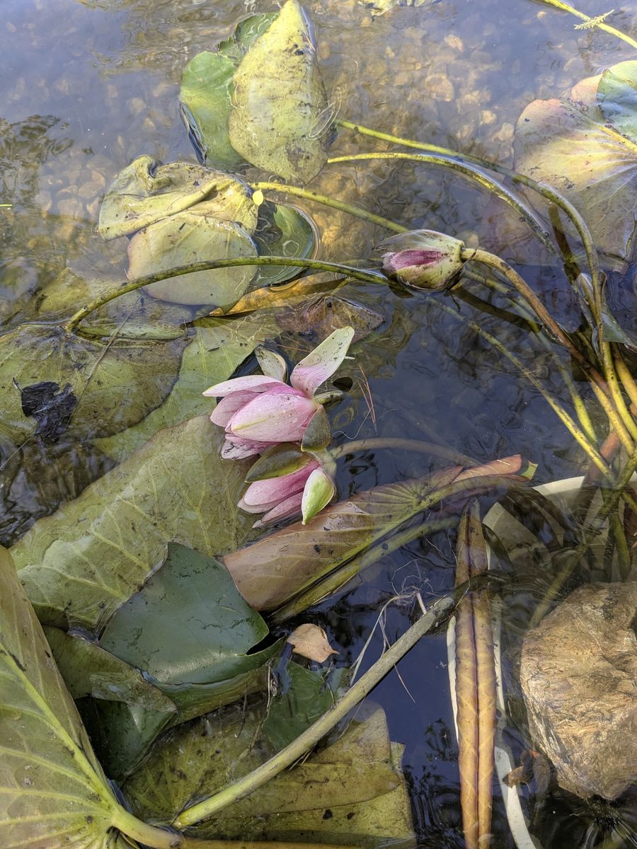 Pond Lillies