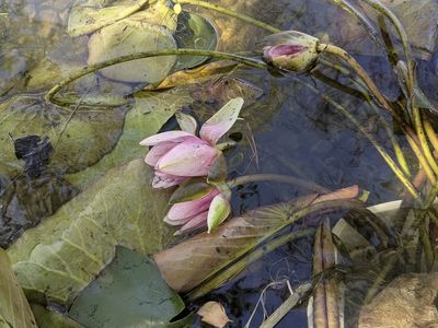 Pond Lillies