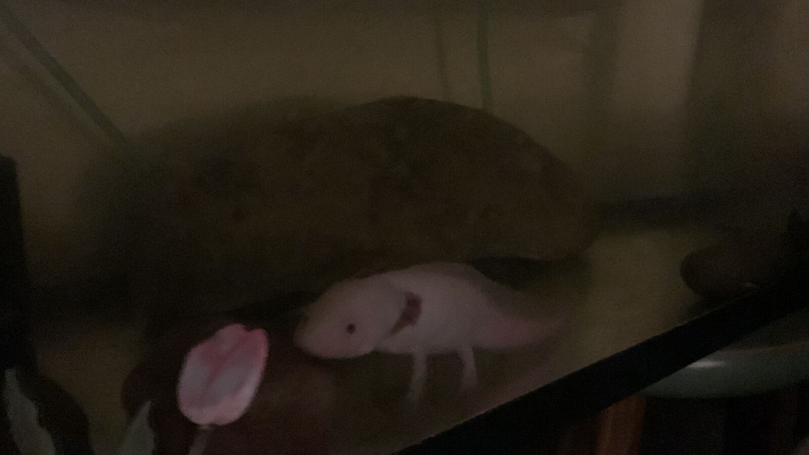 axolotl