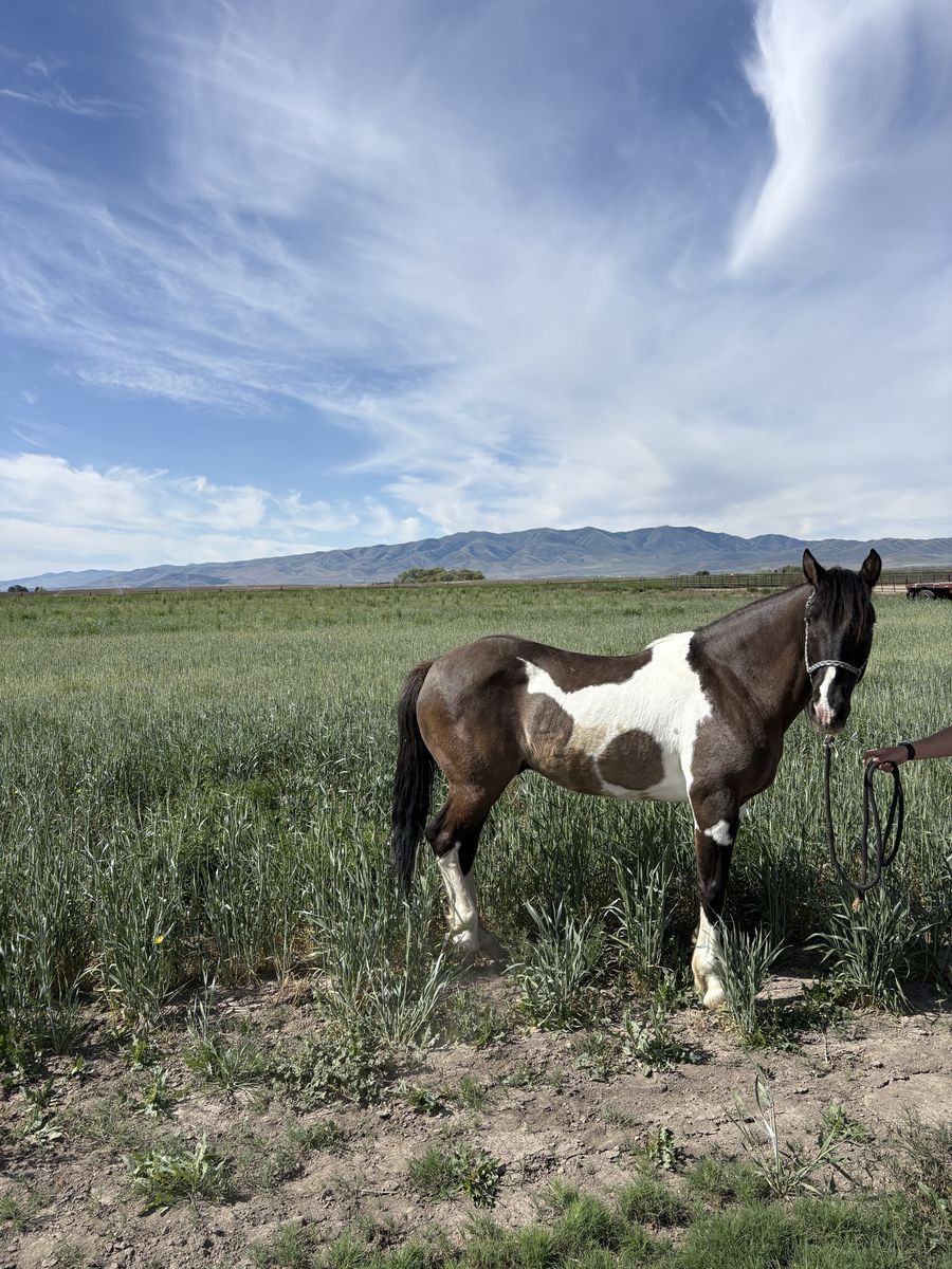 Paint Horse