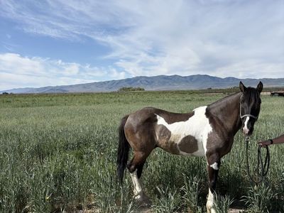 Paint Horse