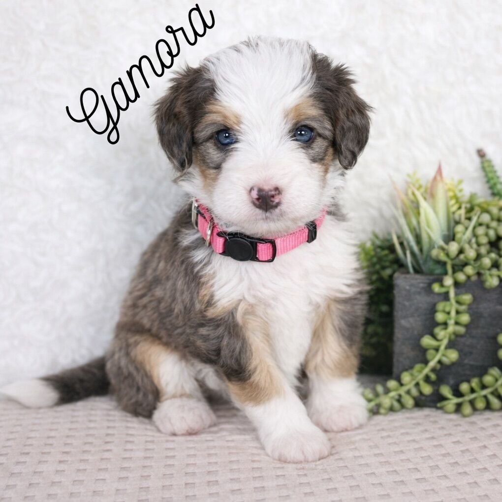 BLUE EYED F1 BERNEDOODLES!!!