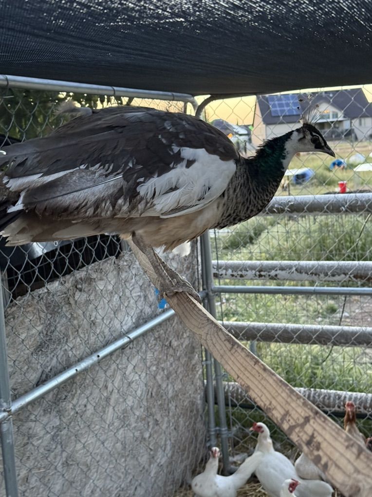 Pied Peacock Pair