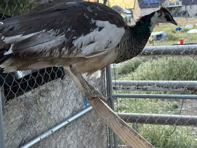 Pied Peacock Pair
