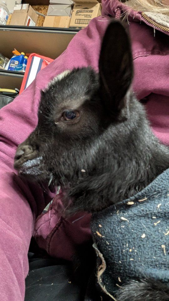 Two Nigerian dwarf doelings