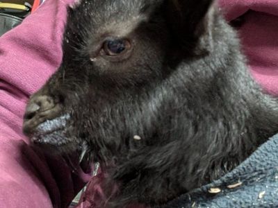 Two Nigerian dwarf doelings