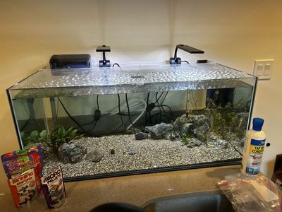 Fish tank + all hookups and fish included