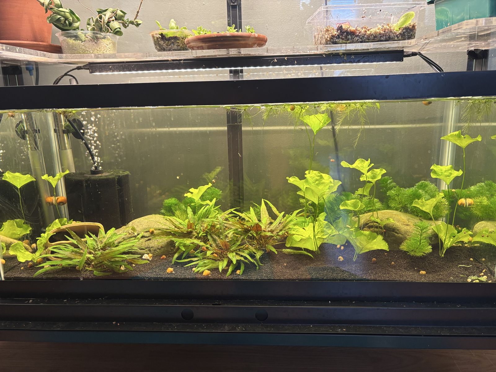 20 gallon planted shrimp tank + bristlenose pleco pair