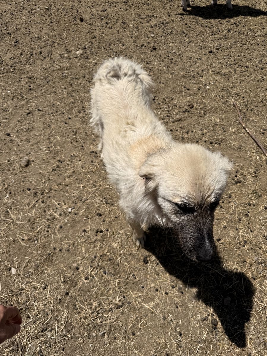 Working dog Pyrenees and Anatolian shepherd cross