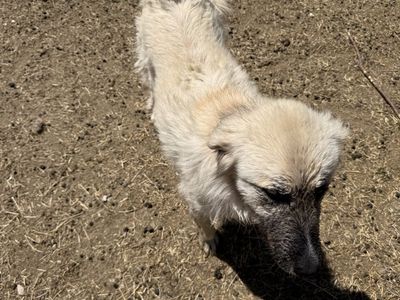 Working dog Pyrenees and Anatolian shepherd cross
