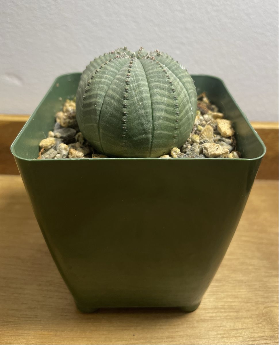 Main image 7
