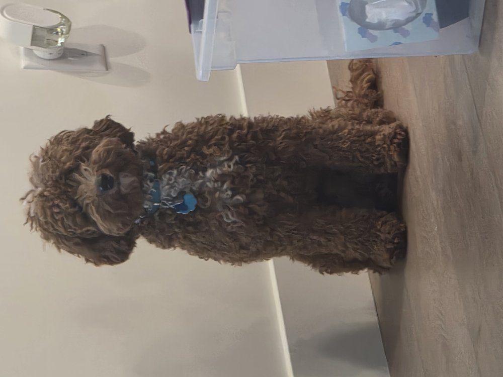 Mini Goldendoodle