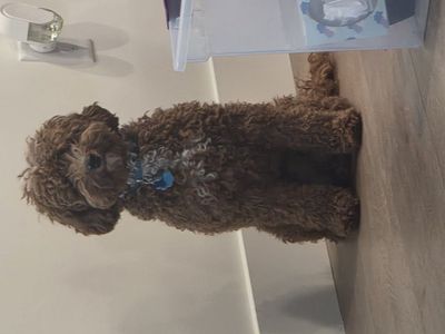 Mini Goldendoodle