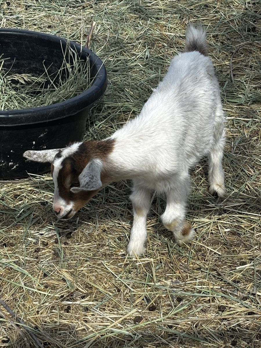 Nigerian Dwarf Buckling
