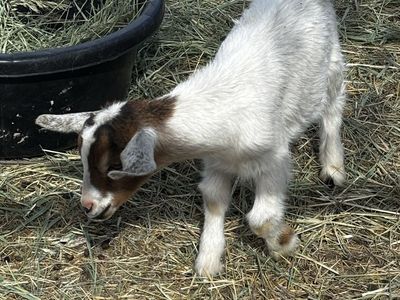 Nigerian Dwarf Buckling