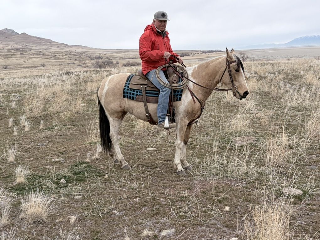 4 Yr Old Grade Paint Mare