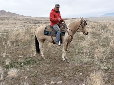 4 Yr Old Grade Paint Mare