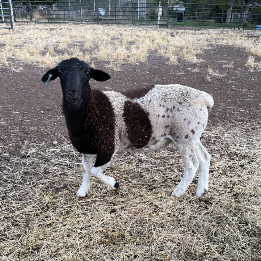 Dorper Ram
