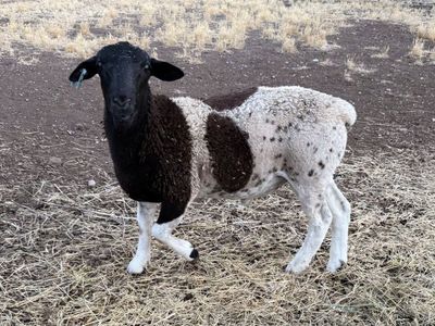 Dorper Ram