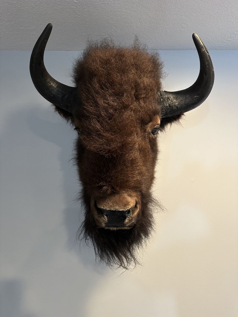 Bison Mount