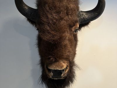 Bison Mount