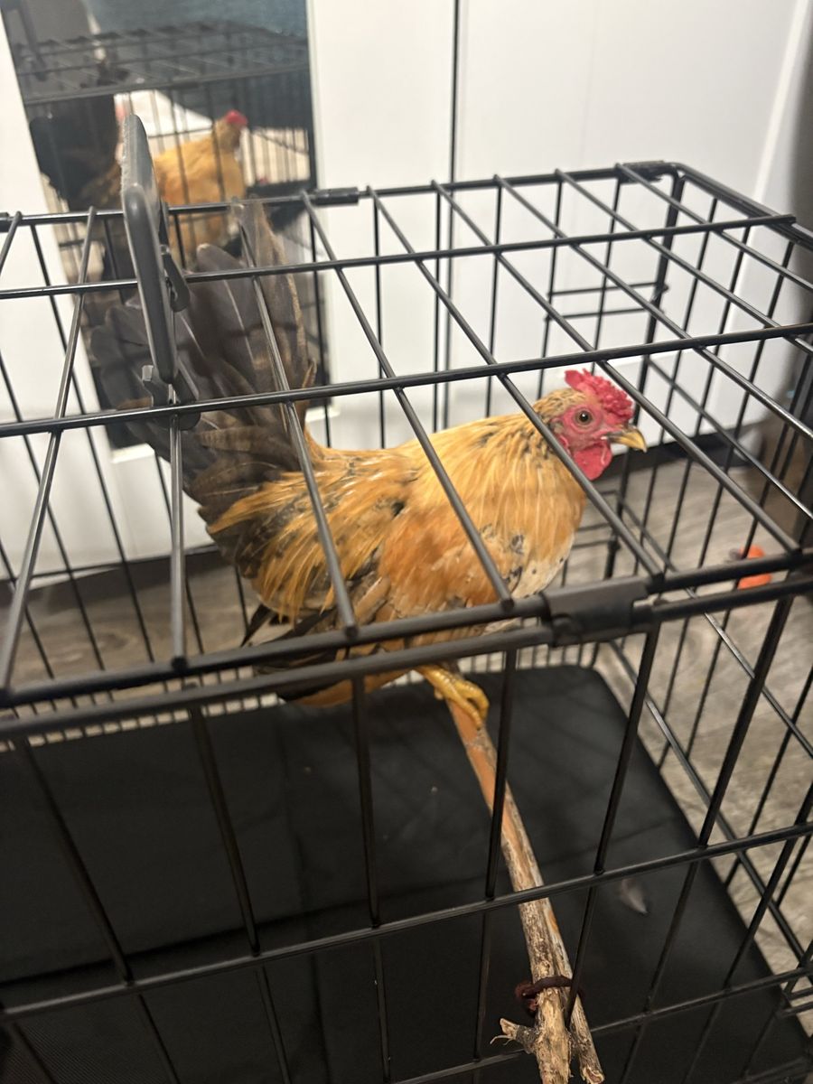 Live Bantam Rooster in Wire Crate