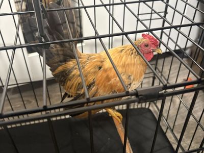 Live Bantam Rooster in Wire Crate