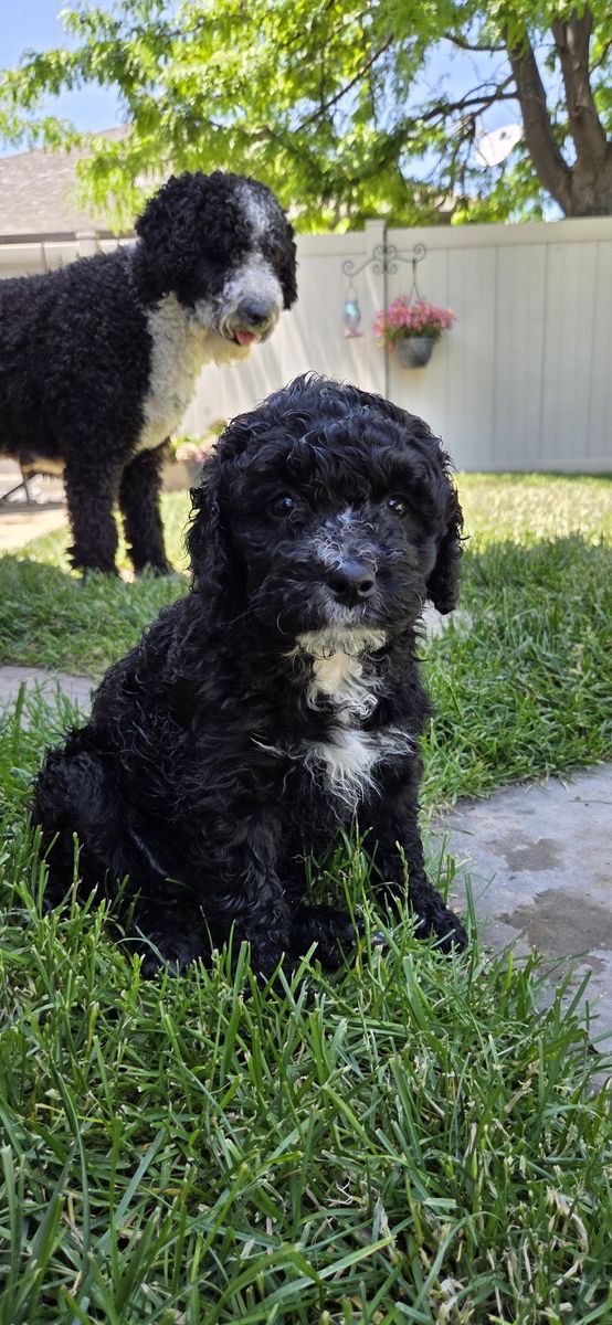 Female Spanish Water Dog puppies available for Adoption-ready mid-June