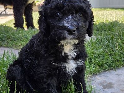 Female Spanish Water Dog puppies available for Adoption-ready mid-June