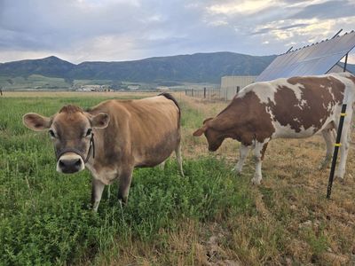 A2A2 Jersey Milk Cow in Milk