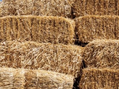 35 inch straw bales