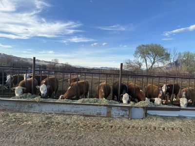 Registered Mini Hereford Heifers