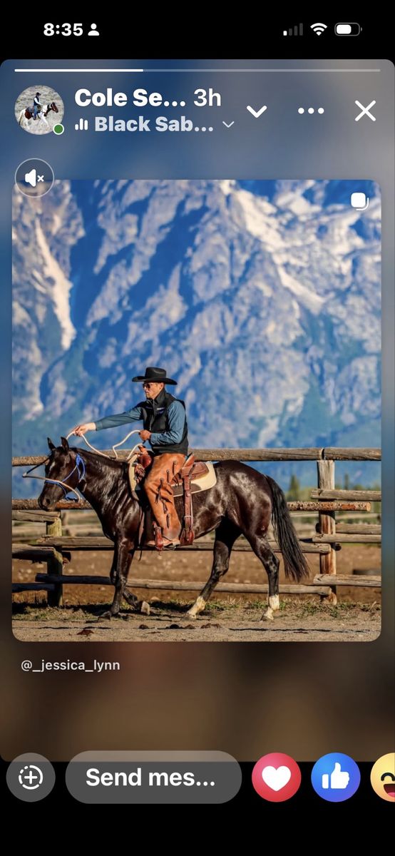 2yr old American Quarter Horse Association Registered Gelding - Black