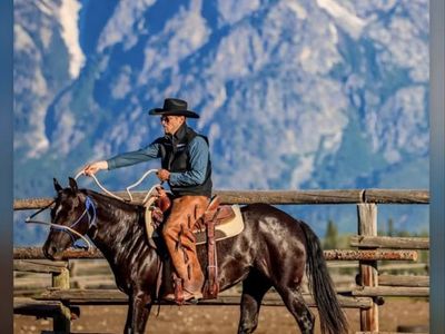 2yr old American Quarter Horse Association Registered Gelding - Black