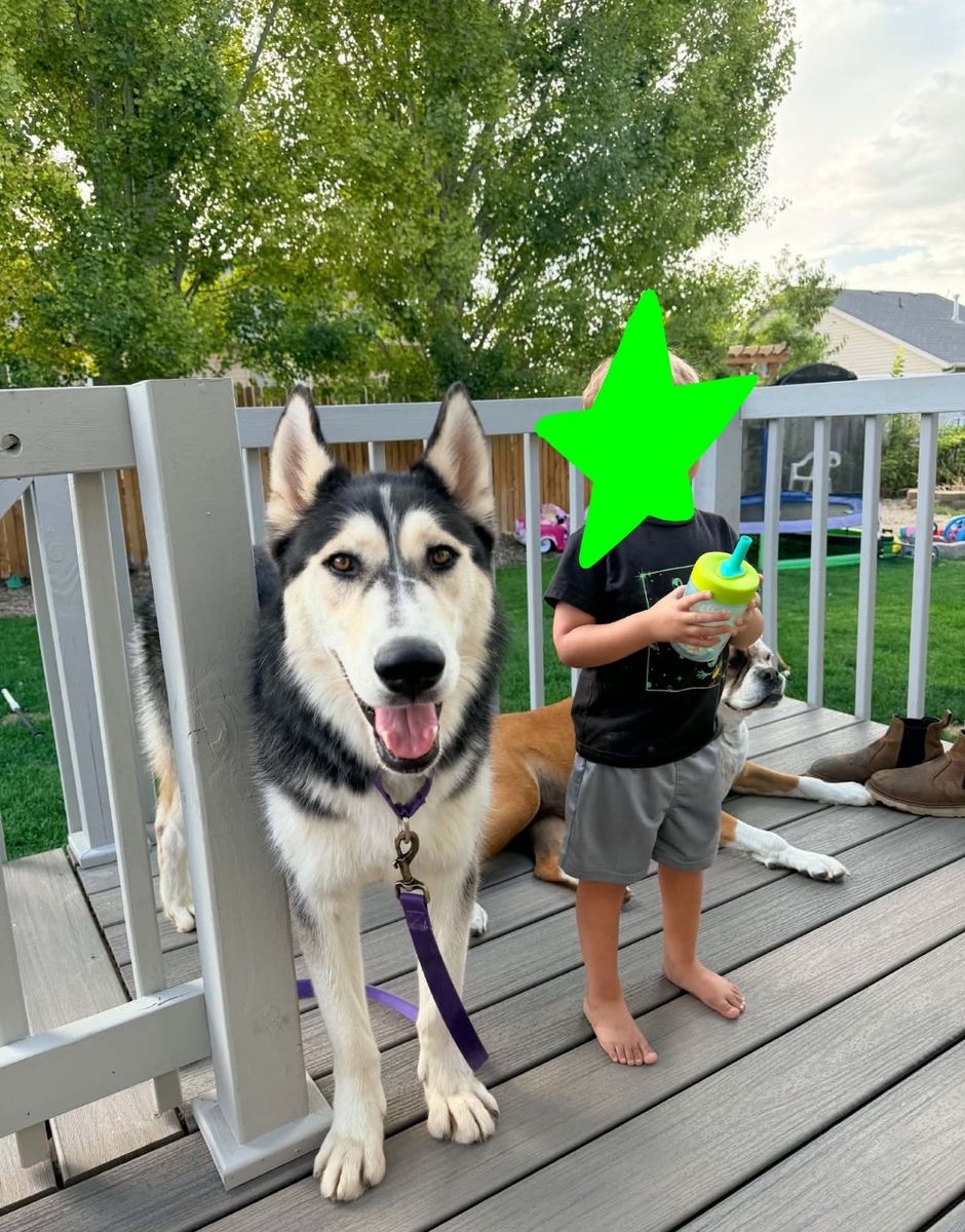 Super Sweet Husky